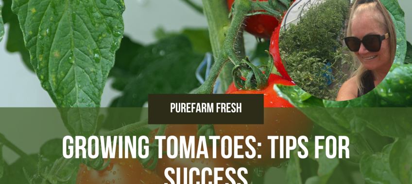 Growing Tomatoes in a Small Greenhouse in Alberta: Tips for Success