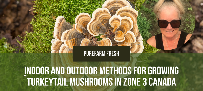 Indoor and Outdoor Methods for Growing Turkeytail Mushrooms in Zone 3 Canada