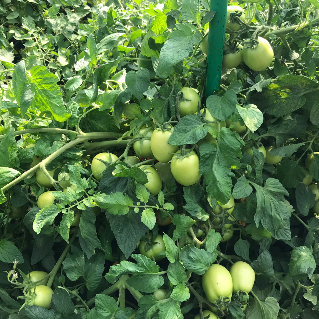 Our Tomatoes