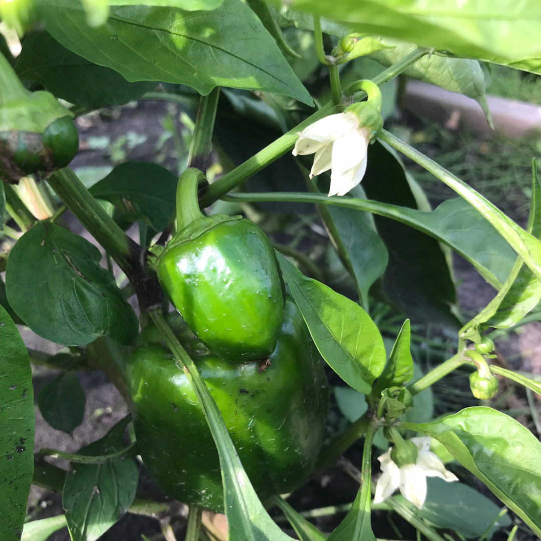 Green Peppers