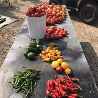 Purefarmfresh