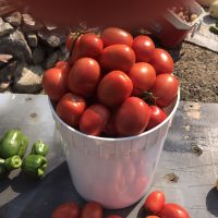 Beef Steak Tomatoes