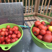 Tomatoes