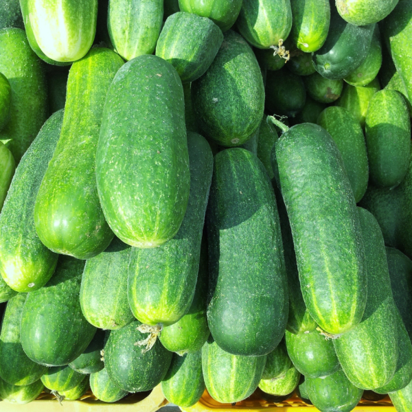 Field Cucumbers