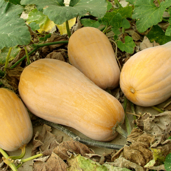 Spaghetti Squash