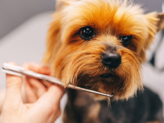 Dog grooming Dog grooming