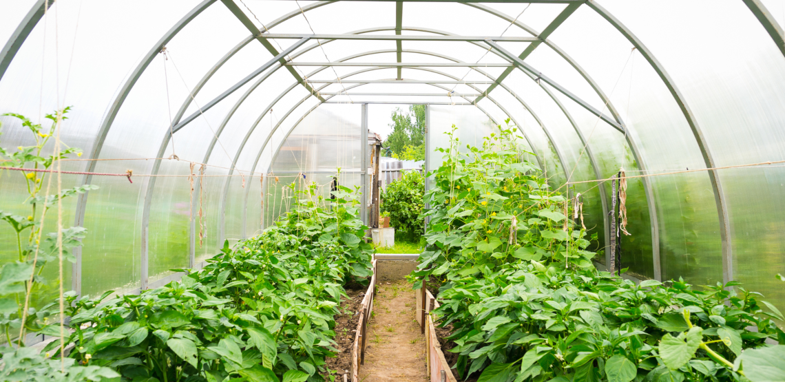 Greenhouse Garden Program