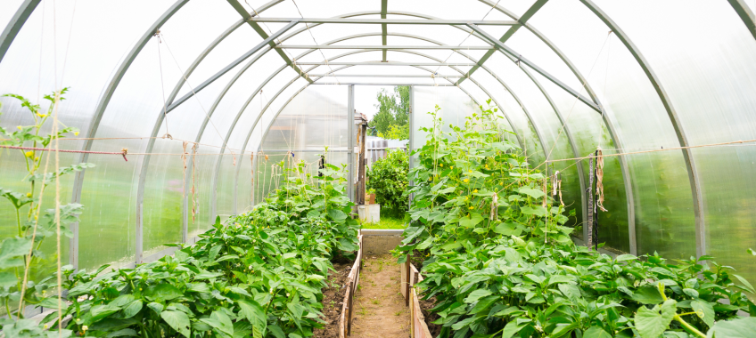 Greenhouse Garden Program