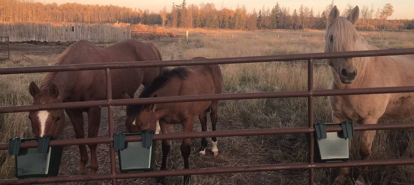 Improving Animal Welfare at Auction Markets in Canada: Understanding the Laws and Taking Action
