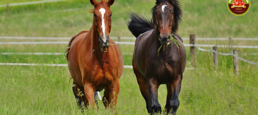 Sponsor or Adopt a Horse Today Making a Difference in Alberta’s Horse Rescue Efforts