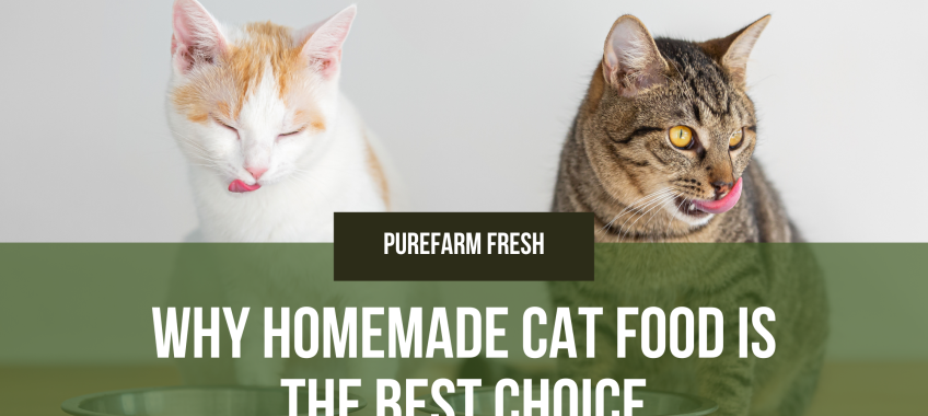 Why Homemade Cat Food is the Best Choice
