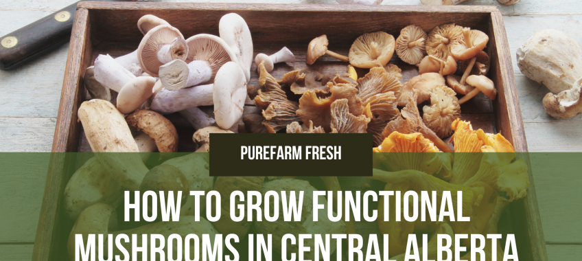 How to Grow Functional Mushrooms in Central Alberta