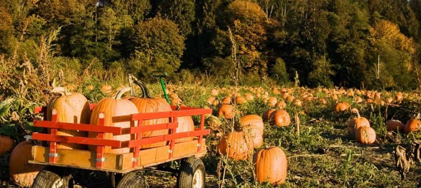 Harvest fall events
