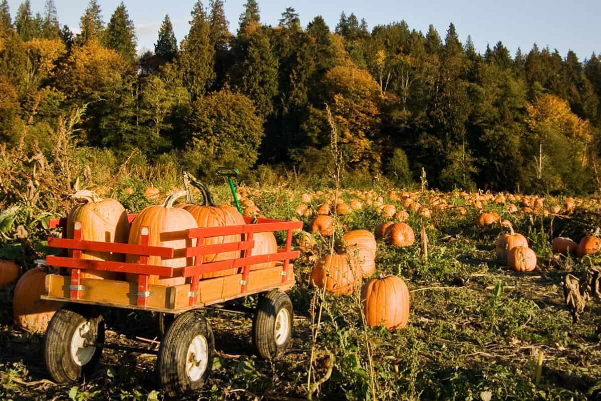 Harvest fall events