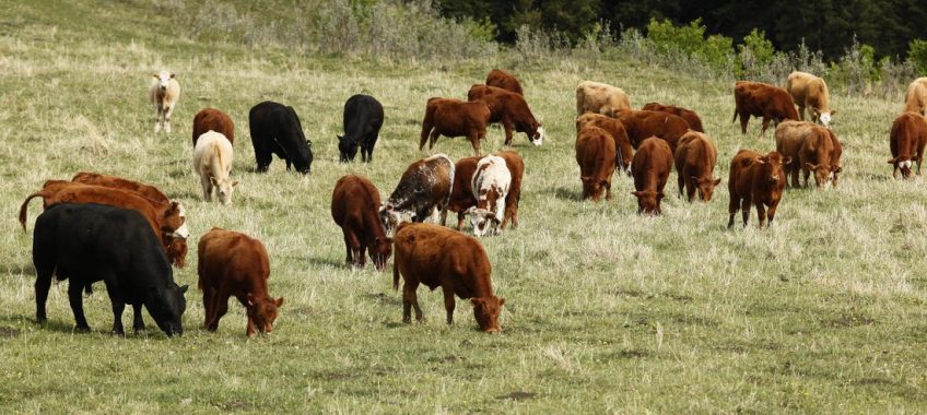 cattle/livestock