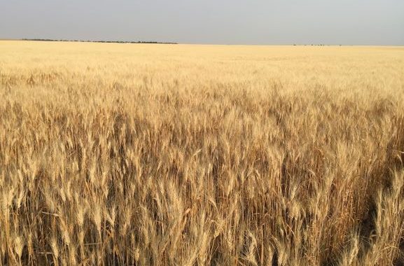 crops