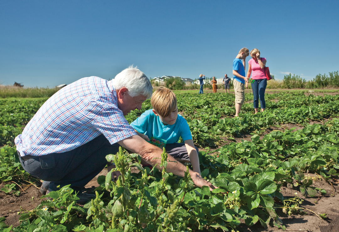 open farm days