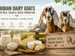 nubian dairy goats nubian dairy goats