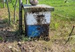 The Hive and Hound: Pure Alberta Honey – Alberta Beach 🐝🍯