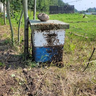 The Hive and Hound: Pure Alberta Honey – Alberta Beach 🐝🍯