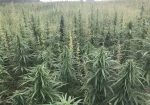 Rich Valley Hemp – 🌱💰