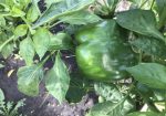 Rich Valley Vegetables – Alberta’s Garden Gem 🥦🥕