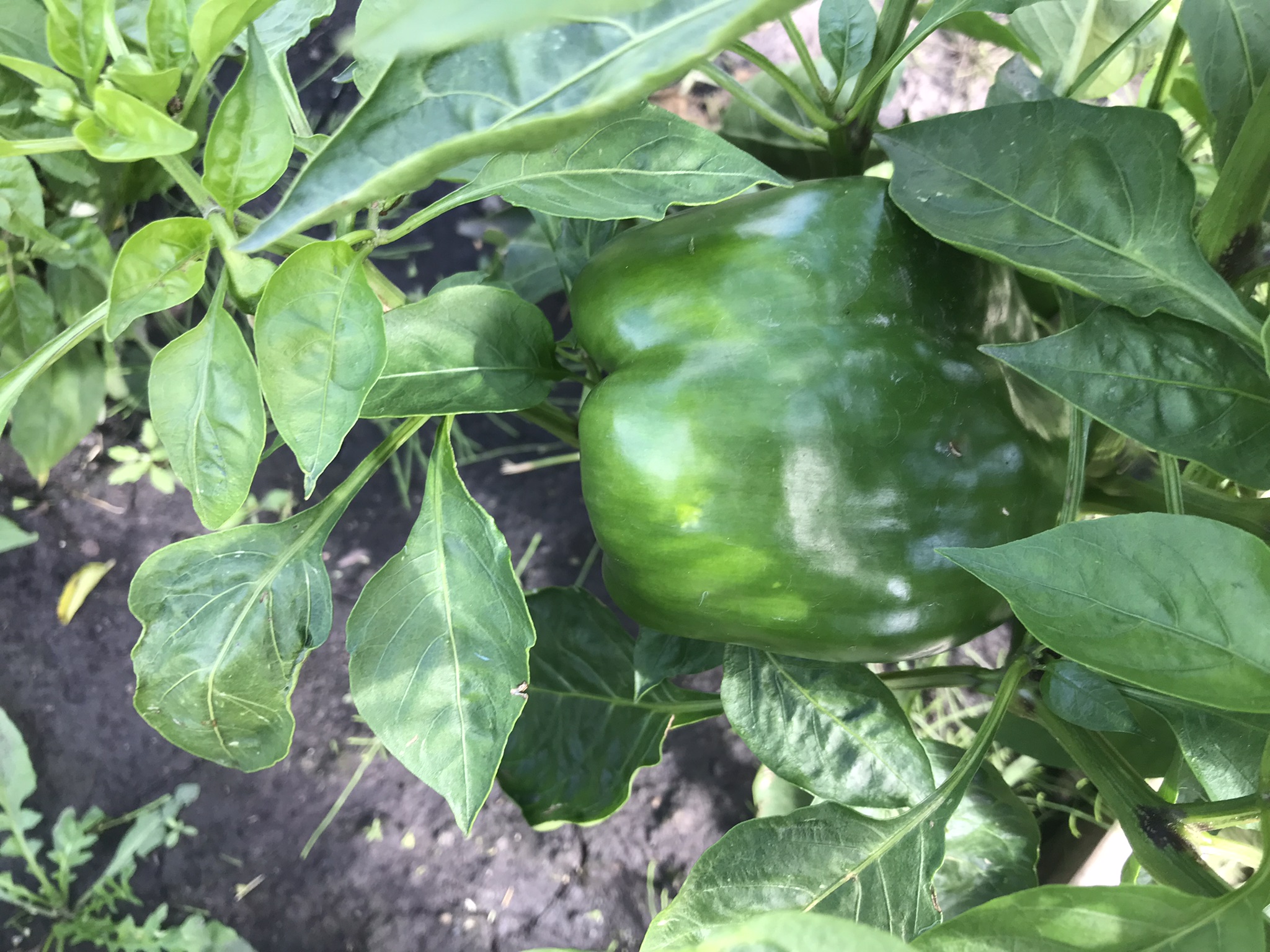 Rich Valley Vegetables – Alberta’s Garden Gem 🥦🥕