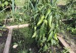 Rich Valley Vegetables – Alberta’s Garden Gem 🥦🥕