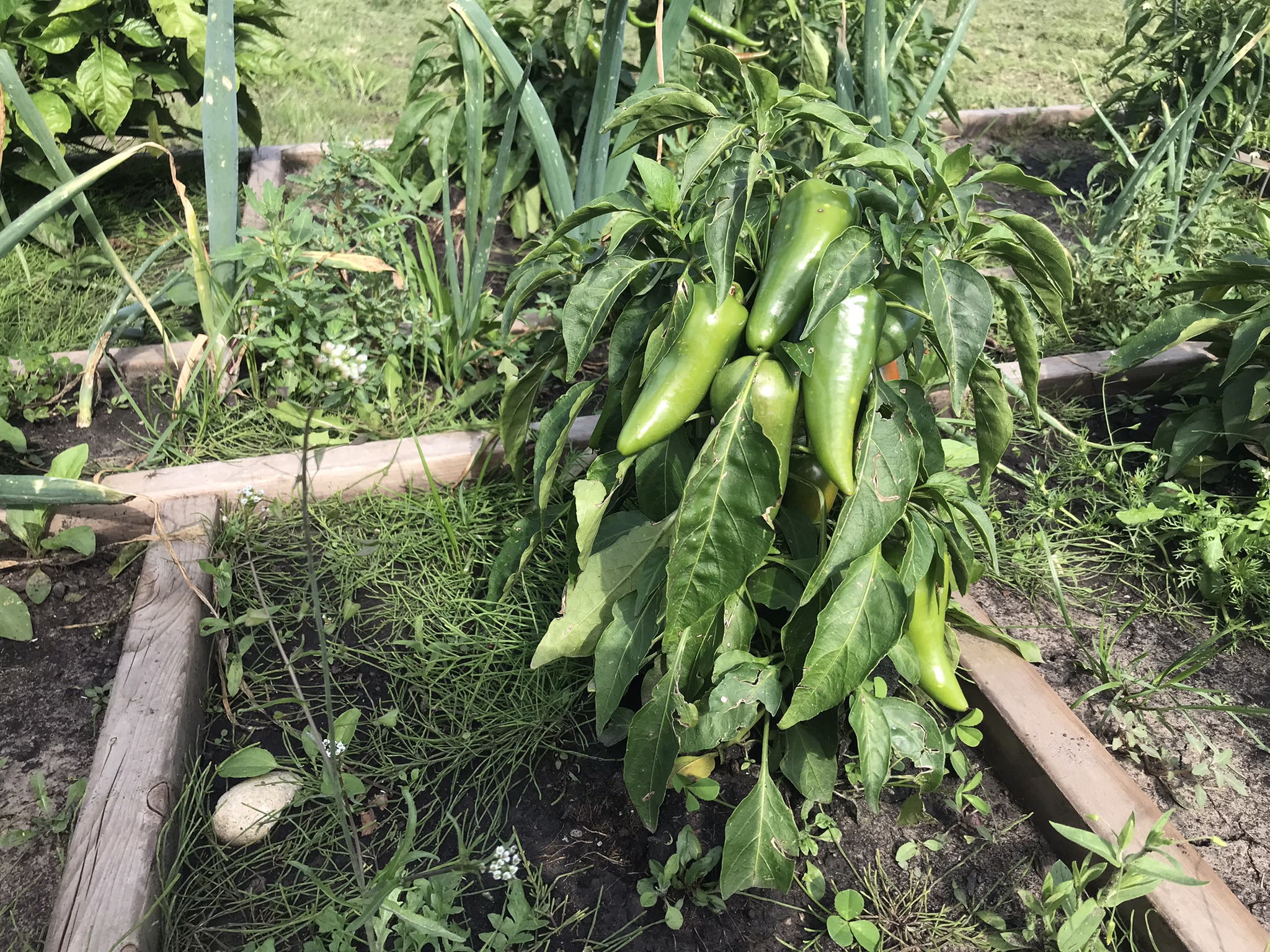 Rich Valley Vegetables – Alberta’s Garden Gem 🥦🥕