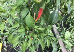 Rich Valley Vegetables – Alberta’s Garden Gem 🥦🥕
