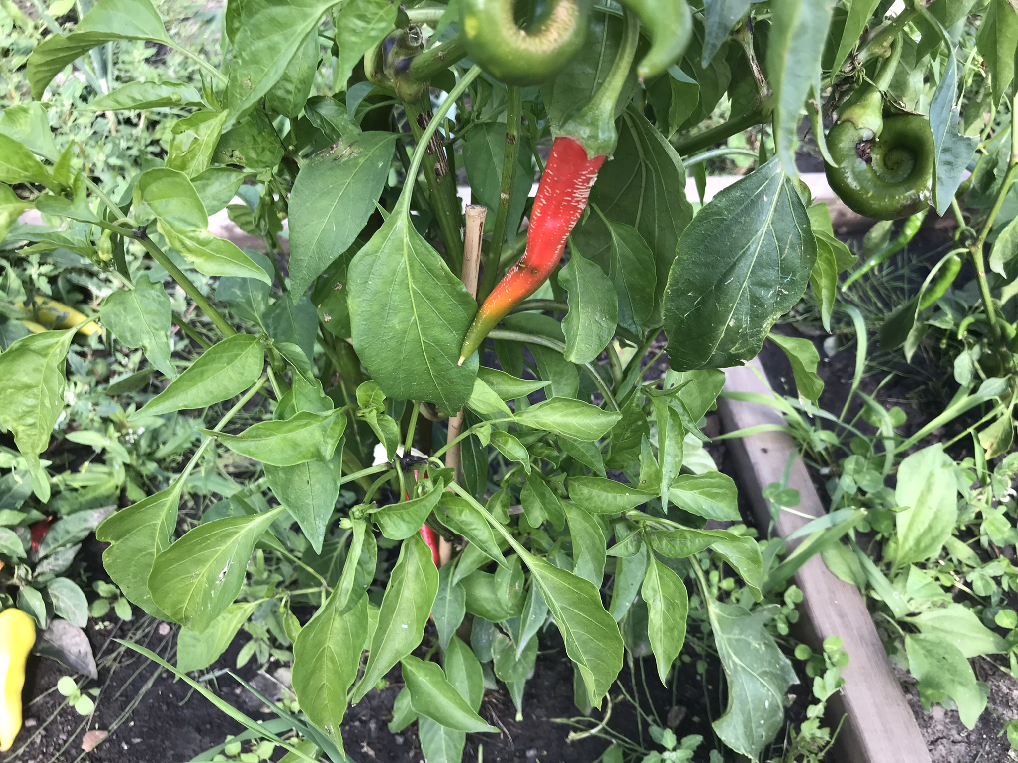 Rich Valley Vegetables – Alberta’s Garden Gem 🥦🥕