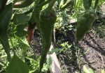Rich Valley Vegetables – Alberta’s Garden Gem 🥦🥕