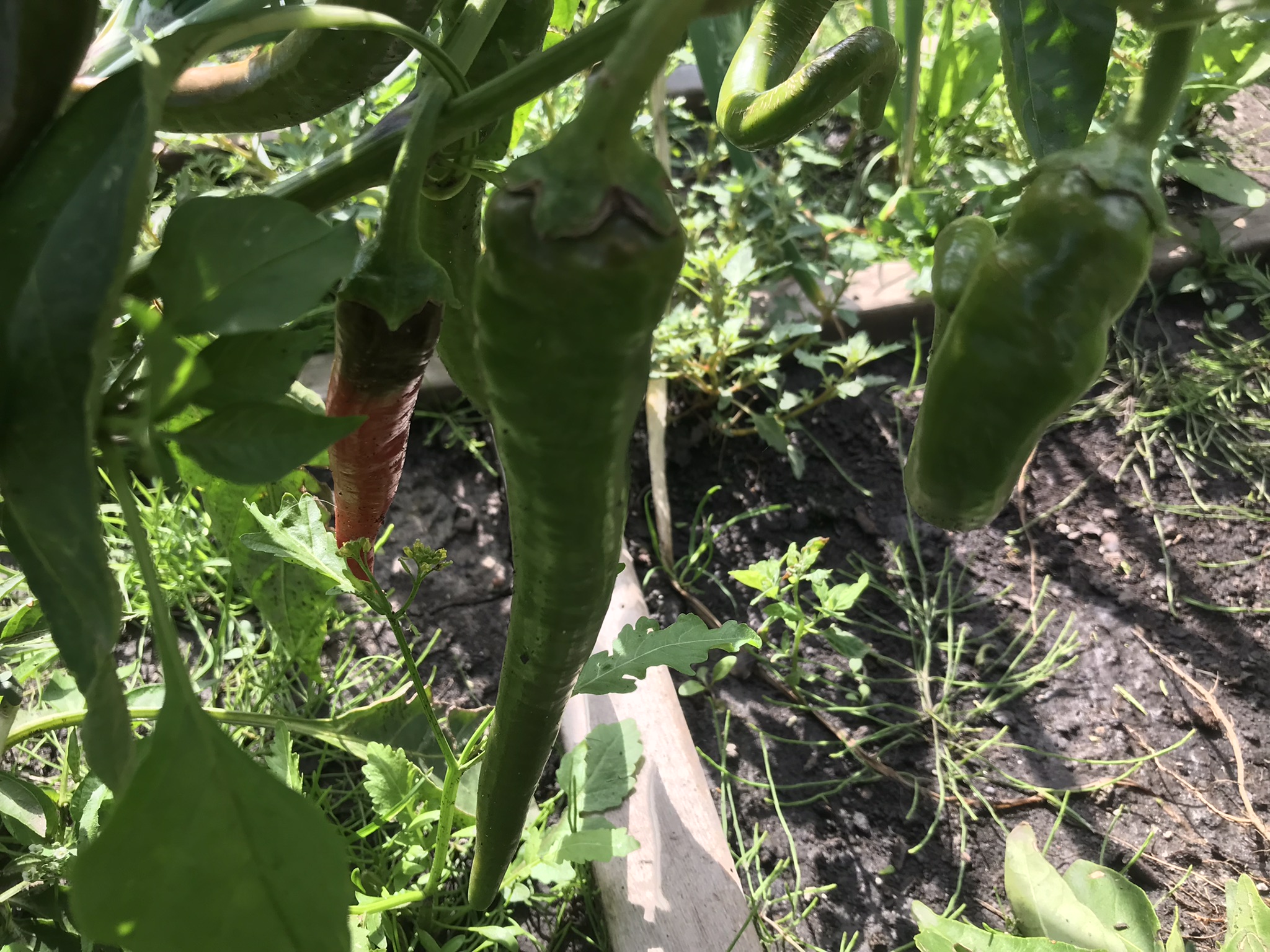 Rich Valley Vegetables – Alberta’s Garden Gem 🥦🥕