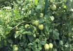 Rich Valley Vegetables – Alberta’s Garden Gem 🥦🥕