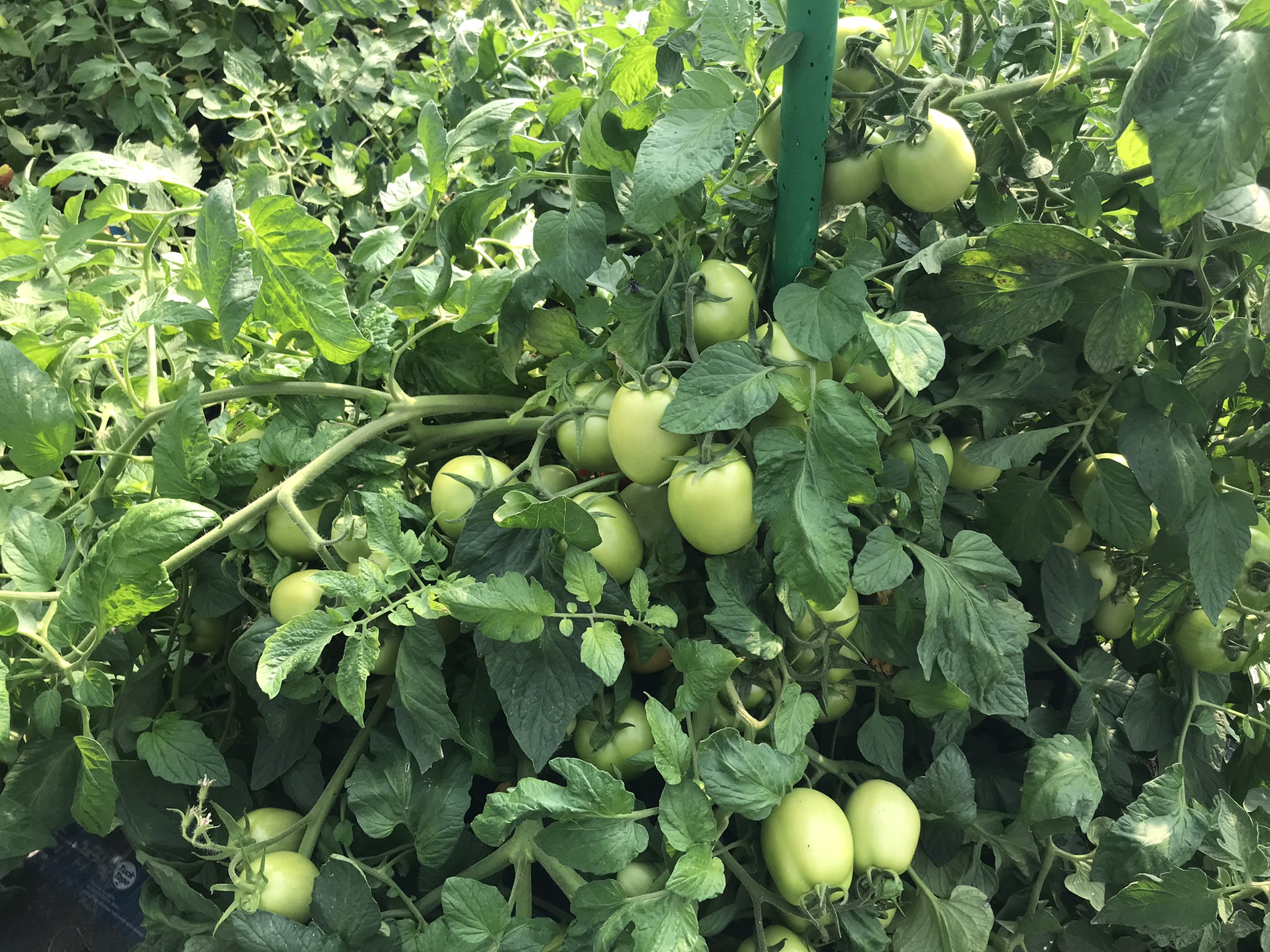 Rich Valley Vegetables – Alberta’s Garden Gem 🥦🥕