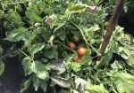Rich Valley Vegetables – Alberta’s Garden Gem 🥦🥕