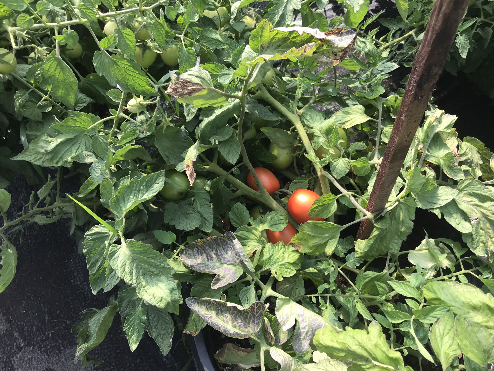 Rich Valley Vegetables – Alberta’s Garden Gem 🥦🥕