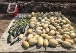 Rich Valley Vegetables – Alberta’s Garden Gem 🥦🥕