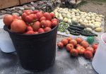 Rich Valley Vegetables – Alberta’s Garden Gem 🥦🥕
