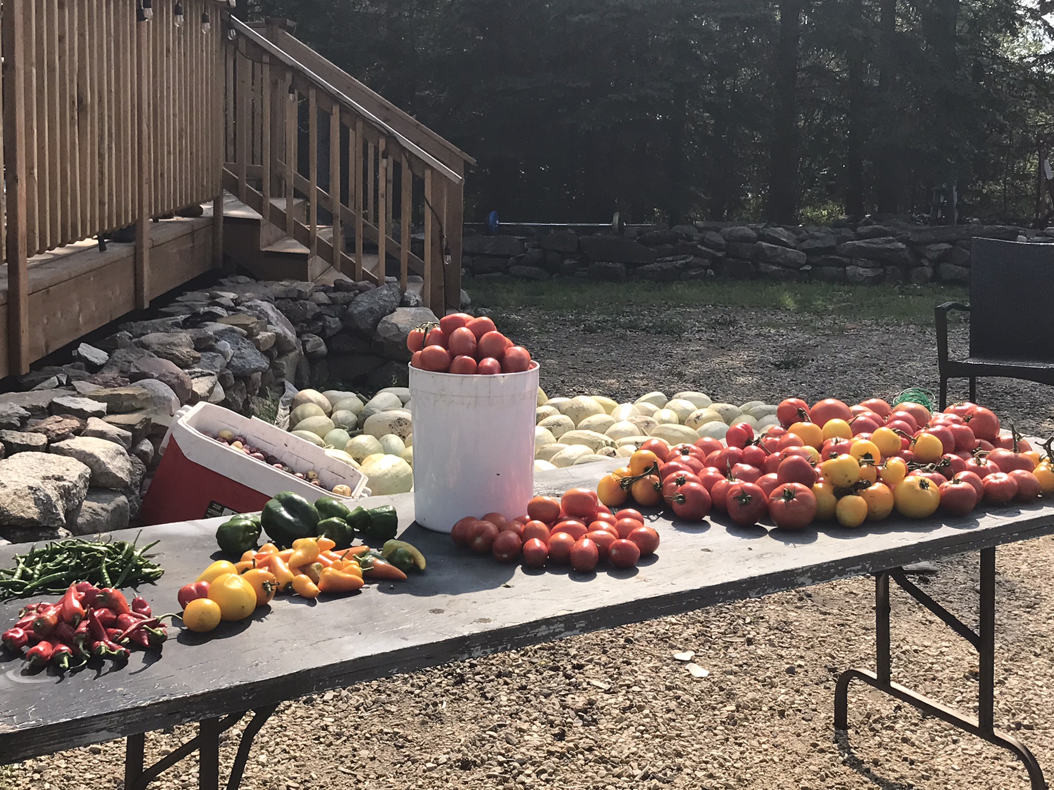 Rich Valley Vegetables – Alberta’s Garden Gem 🥦🥕