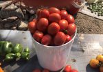 Rich Valley Vegetables – Alberta’s Garden Gem 🥦🥕