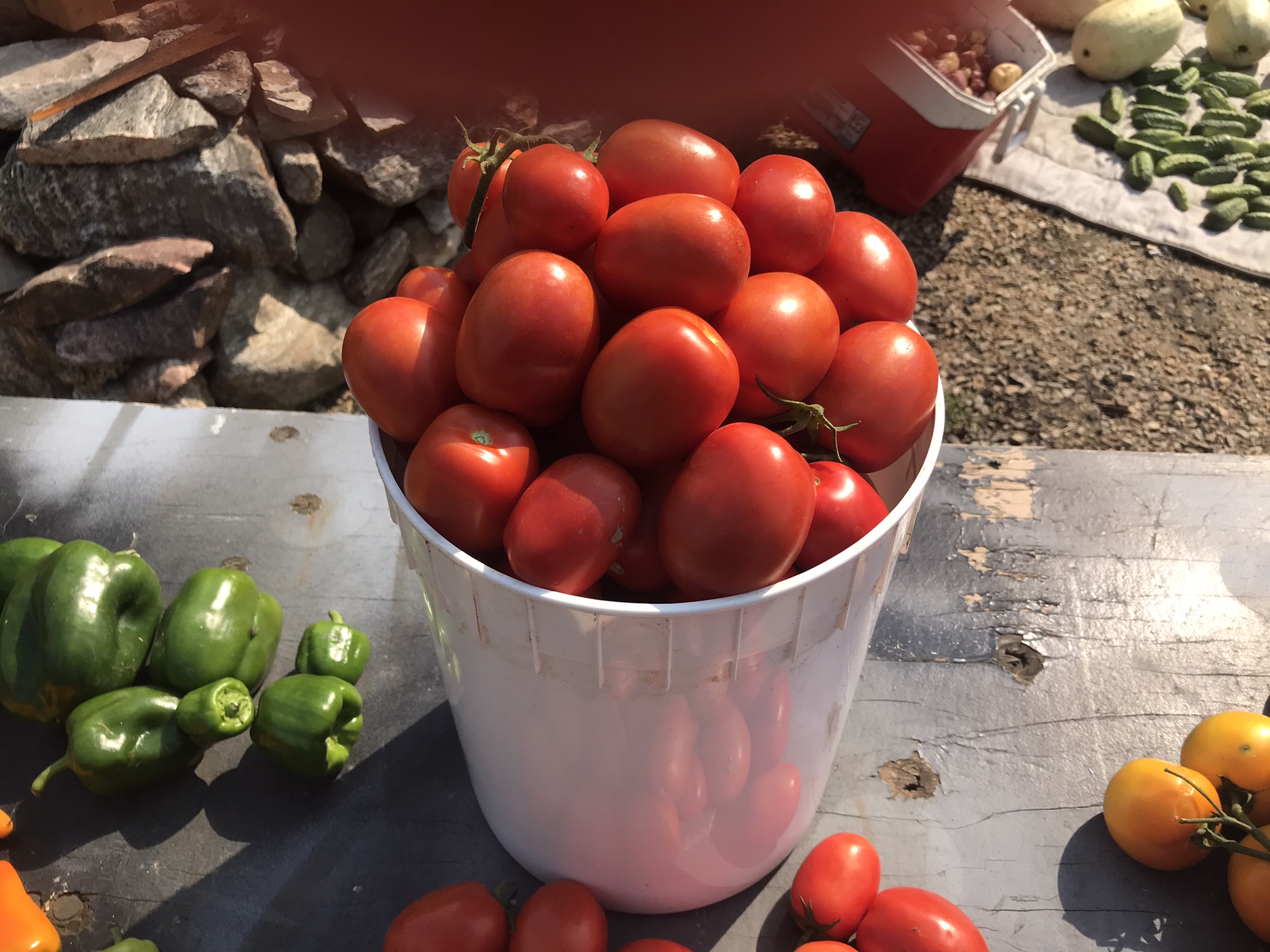 Rich Valley Vegetables – Alberta’s Garden Gem 🥦🥕