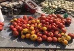Rich Valley Vegetables – Alberta’s Garden Gem 🥦🥕
