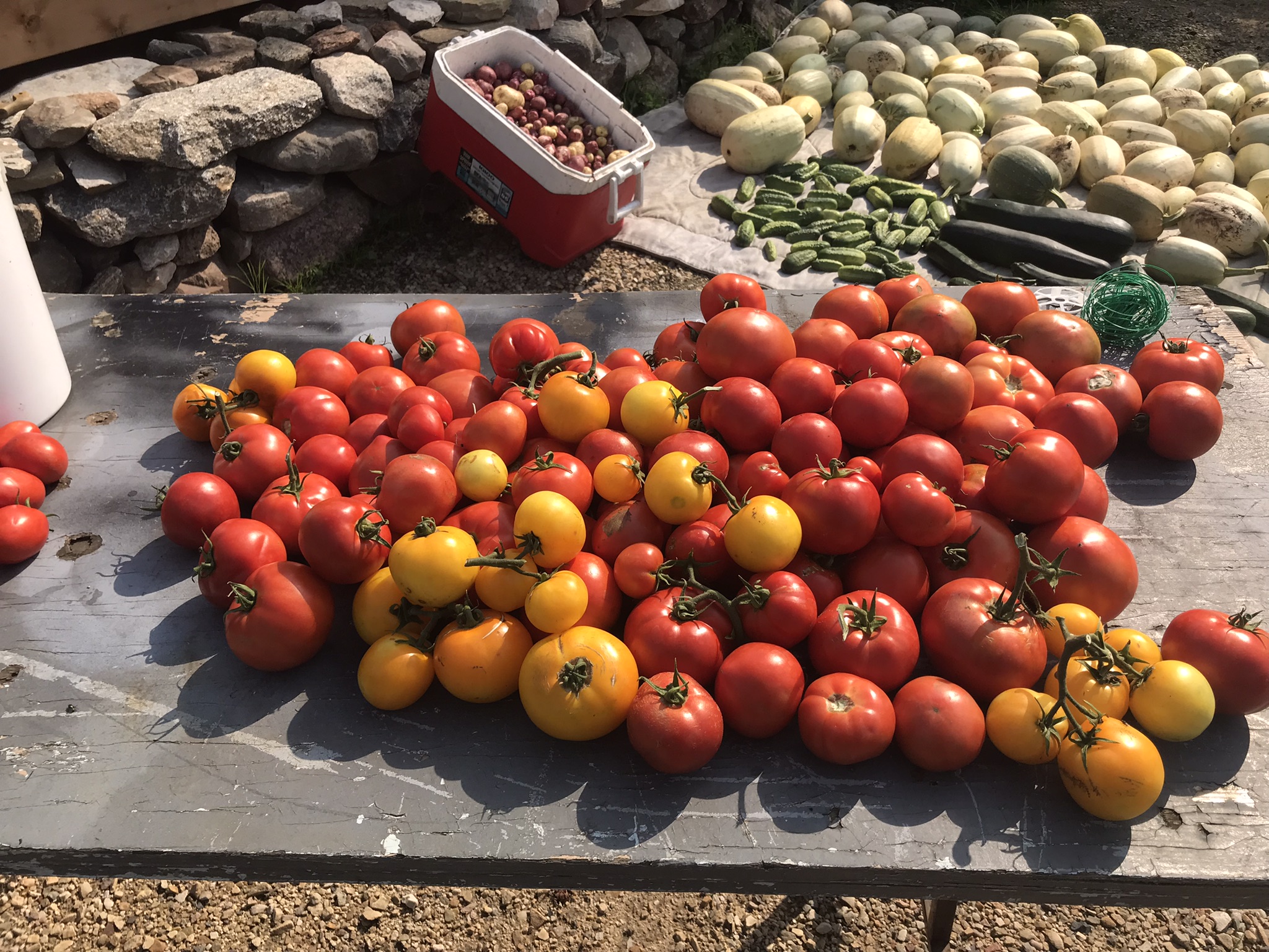 Rich Valley Vegetables – Alberta’s Garden Gem 🥦🥕