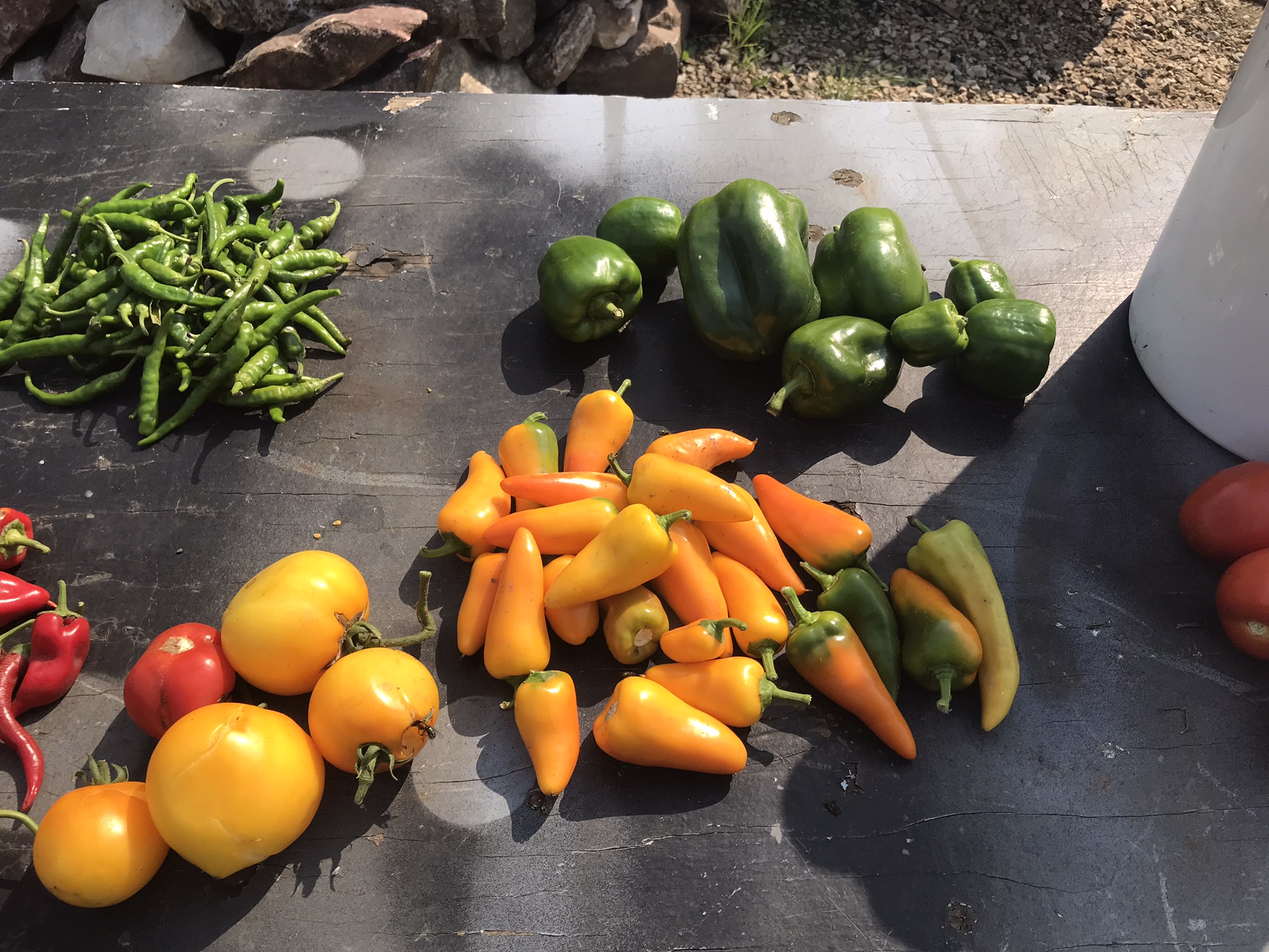 Rich Valley Vegetables – Alberta’s Garden Gem 🥦🥕