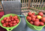 Rich Valley Vegetables – Alberta’s Garden Gem 🥦🥕