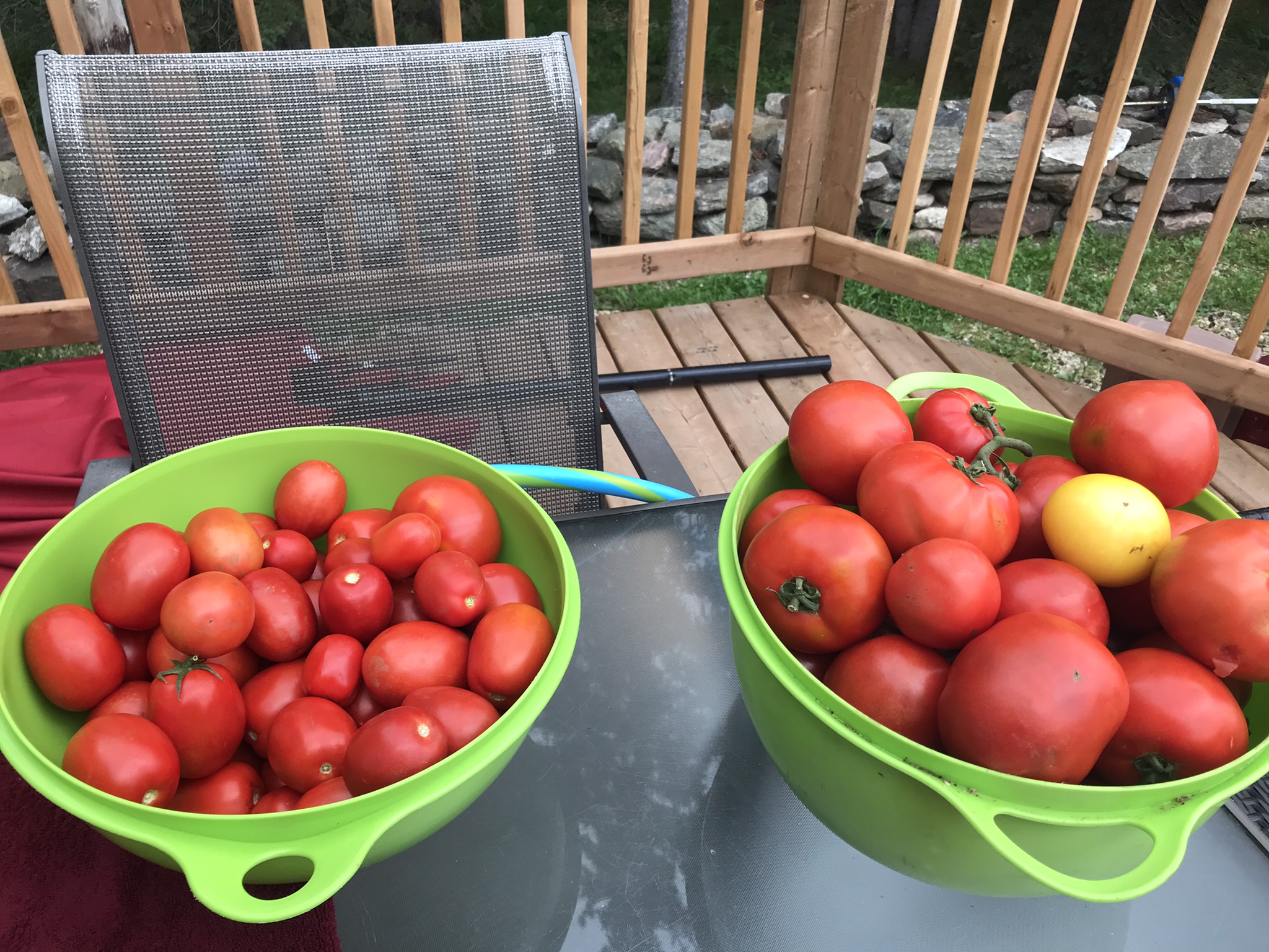 Rich Valley Vegetables – Alberta’s Garden Gem 🥦🥕