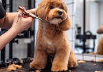 Joanne’s Dog Grooming