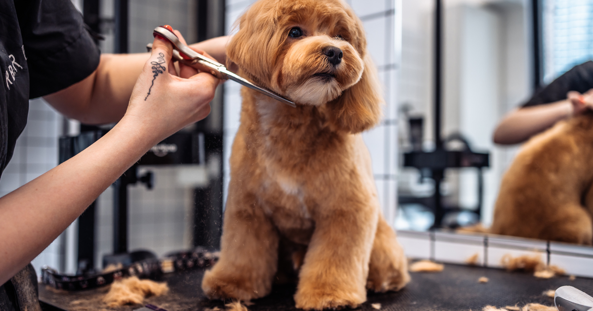 Joanne’s Dog Grooming