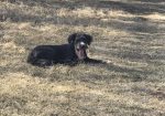 The Foxy Hound Dog Grooming